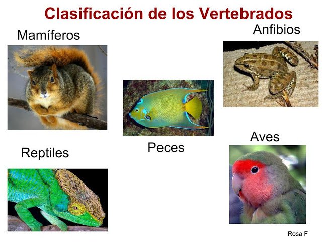 vertebrados mamíferos